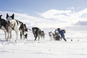 Fjällräven